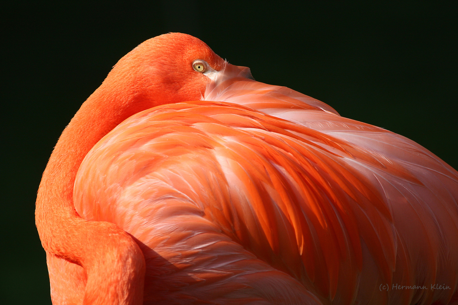 Fotoclub Olpe Tiere Flamingo Kopie